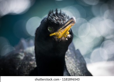 Cormorant Is A Species Of Bird. This Picture Is Shot In Farne Island , Northumberland.  