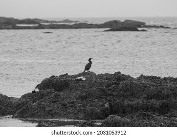 Cormorant Standing On Beach In Peaks Island,  Maine