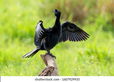 Cormorant standing in the sun with green background