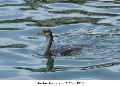 Cormorant Swimming In The Clear Water Of Po Delta Park