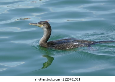 Cormorant Swimming In The Clear Water Of Po Delta Park