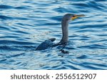 A cormorant swims through the water of a Louisiana lake