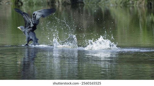 Cormorant taking off, soaring cormorant from the lake, black bird taking off, large bird with spread wings, water splash - Powered by Shutterstock