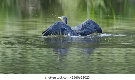 Cormorant taking off, soaring cormorant from the lake, black bird taking off, large bird with spread wings - Powered by Shutterstock