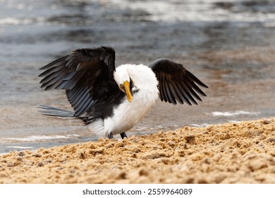 A cormorant with wings spread on a sandy beach by the water, showcasing its striking black and white plumage. - Powered by Shutterstock