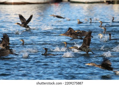 Cormorants After A Bait Ball