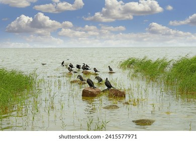 Cormorants - birds on the stones at the shore of the Curonian Spit, Lithuania. The Curonian Spit is on the UNESCO World Heritage List