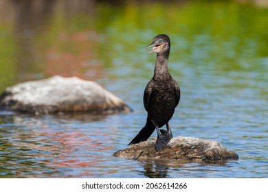 Cormorants. Filmed On The Yucatan Peninsula