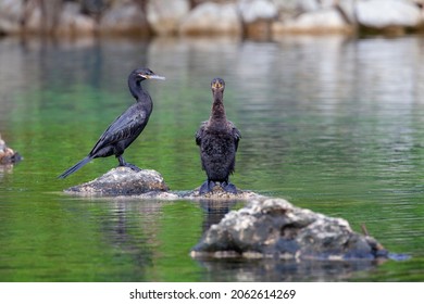 Cormorants. Filmed On The Yucatan Peninsula