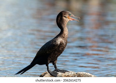 Cormorants. Filmed On The Yucatan Peninsula