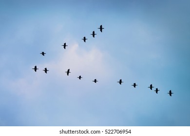 Cormorants flying in a V formation against the cloudy sky. Birds migration concept. Pomerania, Poland.