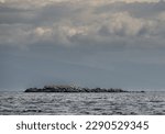 Cormorants and other seabirds rest on Hudson Rocks, Strait of Georgia, Vancouver Island, British Columbia, Canada