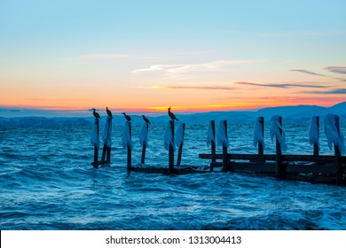 Cormorants perched on the wooden, frozen remains of an old, ruined pier above the  blue sea at sunset