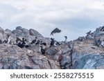 Cormorants and seabirds on rocky cliffs in Beagle Channel, Ushuaia