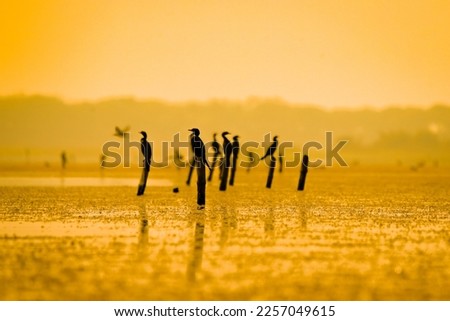 Cormorants waiting for fish on a lake at sunset at golden hour