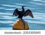 cormorat lake iseo villages on the shores of lake lovere iseo and monte isola italy