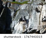 cormorate on the rock of the islet