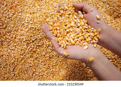 Corn