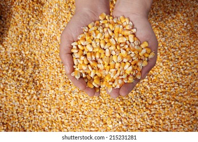 Corn