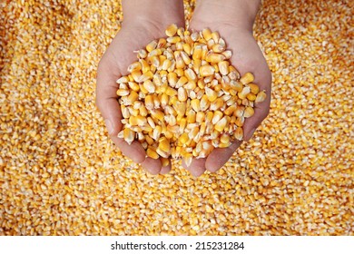 Corn