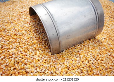 Corn