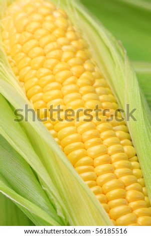 corn