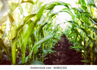 Corn Agriculture. Green Nature. Rural Field On Farm Land  In Summer. Plant Growth. Farming Scene. Outdoor Landscape. Organic Leaf. Crop Season. Sun In The Sky.