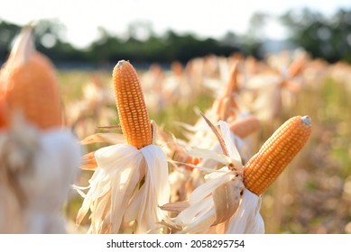 Corn For Animal Husbandry Is Peeled And Dried On Stalks Waiting To Be Harvested And Sent To The Feed Mill.