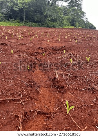 Corn area with erosion process beginning. Situation regarding planting due timming system