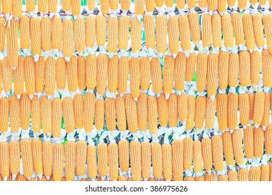 Corn background