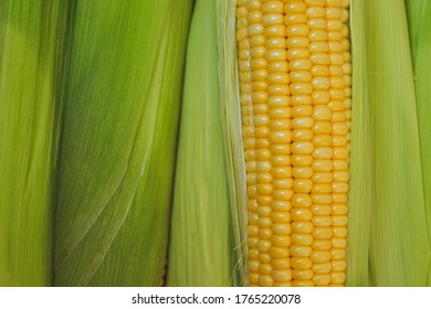 Corn Background. Fresh Organic Farm Market Product. Sweetcorn Cobs. Healthy Food. Summer Harvest.