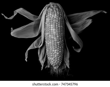 Corn Ballet