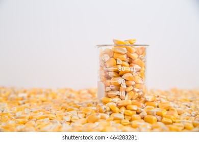 Corn In Beaker Used In Research Of Food Products, GMOs, And Biofuels