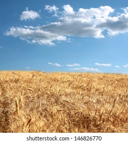 corn and blue sky 