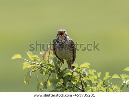Similar – Image, Stock Photo A corn bunting bird sitting amidst bright yellow oilseed rape flowers