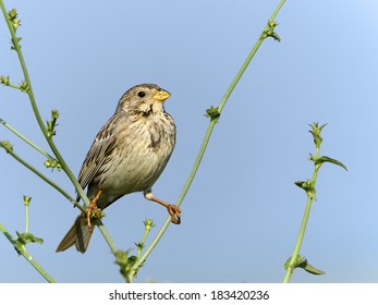 Corn Bunting, [Emberiza Calandra]