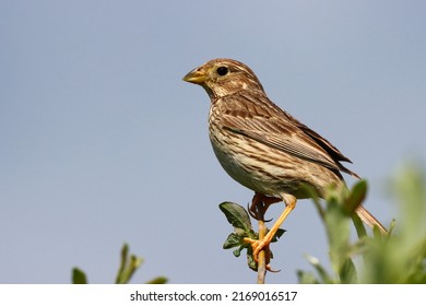 Corn Bunting (Emberiza Calandra). Adult Bird In A Austrian Breeding Area.