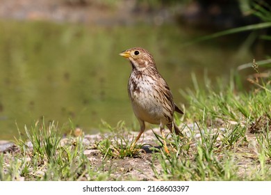 Corn Bunting (Emberiza Calandra) In An Austrian Breeding Area.