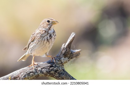 Corn Bunting, Emberiza Calandra. The Male Bird Sits On A Beautiful Dry Branch