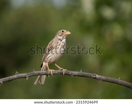 Similar – Singender Vogel Natur Tier