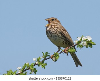 Corn Bunting, Miliaria Calandra