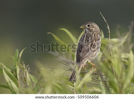 Similar – Singender Vogel Natur Tier