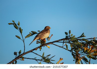 The Corn Bunting On A 