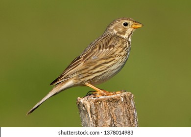 Corn Bunting In Pasture