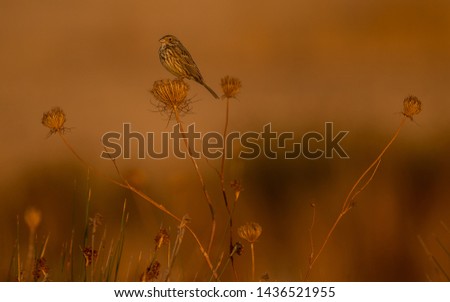Similar – Image, Stock Photo Bluethroat Safari Biology