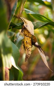 Corn Close Up