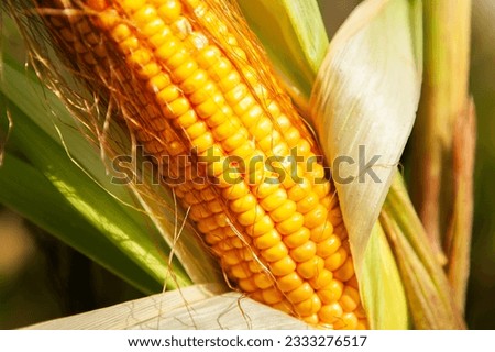 Corn, close-up of corn kernels on the cob, on the field. The concept of agriculture, rich harvest.