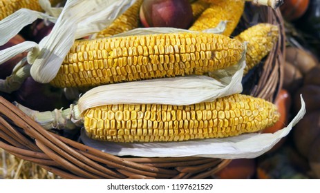 Corn cob and apples in wicker basket. Dried corn. Harvest market. Thanksgiving day. Crop.