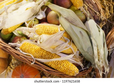    Corn cob and apples in wicker basket.                              Dried corn. Harvest market. Thanksgiving day. Crop.  
