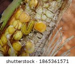 Corn cob caterpillar in the interior of Sao Paulo, Brazil: Helicoverpa zea